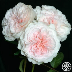 Tranquility™ -Lovely Rose Shop tranquility 3 2