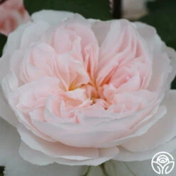 Tranquility™ -Lovely Rose Shop tranquility 4 2