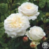 Tranquillity® -Lovely Rose Shop tranquillity 5