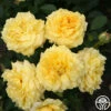 Sunbelt® Tupelo Honey™ -Lovely Rose Shop tupelo honey 1 8