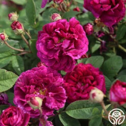 Tuscany Superb -Lovely Rose Shop tuscany superb 1