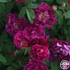 Tuscany Superb -Lovely Rose Shop tuscany superb 2 5