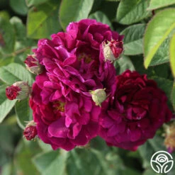 Tuscany Superb -Lovely Rose Shop tuscany superb 4 2