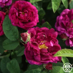 Tuscany Superb -Lovely Rose Shop tuscany superb 5