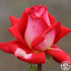 Typhoo Tea -Lovely Rose Shop typhoo tea 4 1