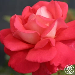 Typhoo Tea -Lovely Rose Shop typhoo tea 6