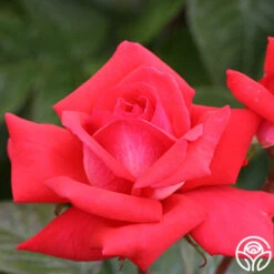 Typhoo Tea -Lovely Rose Shop typhoo tea 7