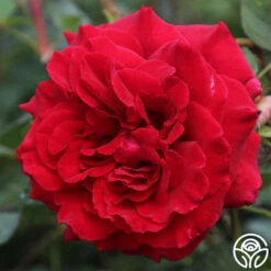 Velvet Fragrance -Lovely Rose Shop velvet fragrance 1 1