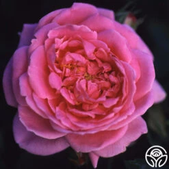 Viking Queen 7 Viking Queen -Lovely Rose Shop viking queen logo 03