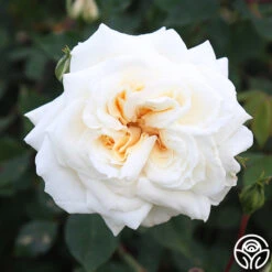 White Cap 15 White Cap -Lovely Rose Shop white cap 8