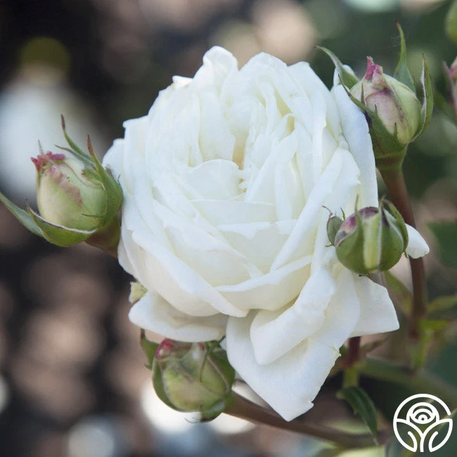 White Cap 4 White Cap - Image 2