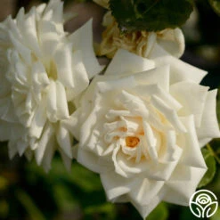 White Cap 11 White Cap -Lovely Rose Shop white cap logo 03