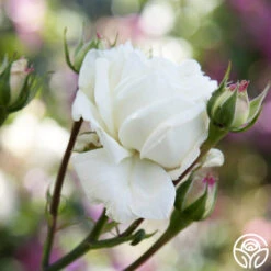 White Cap 12 White Cap -Lovely Rose Shop white cap logo 04