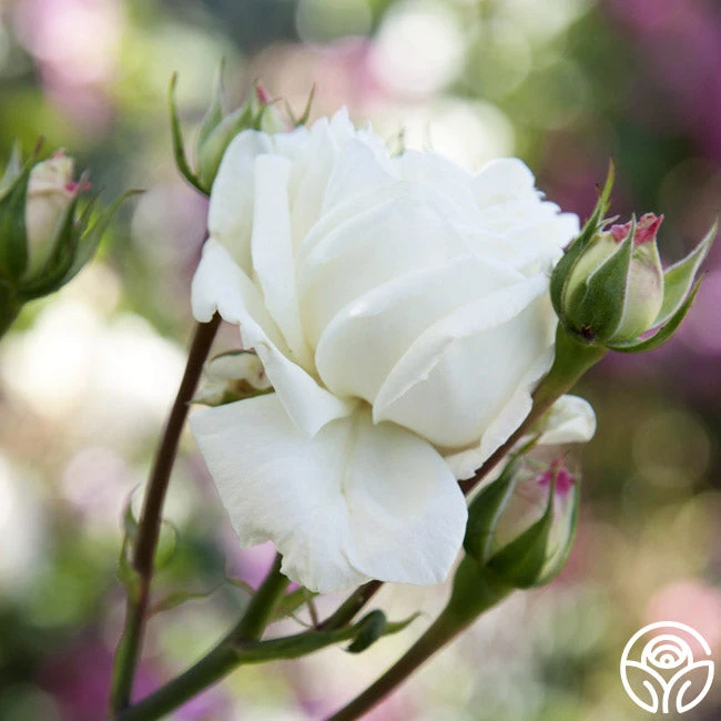 White Cap 6 White Cap - Image 4