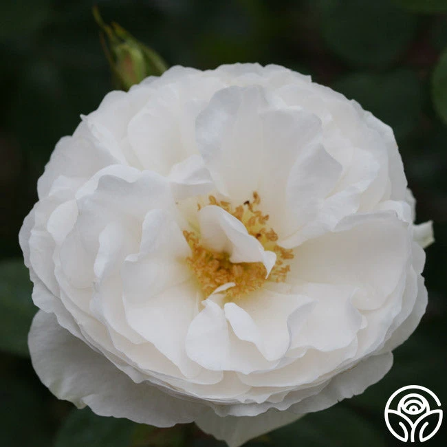 White Cloud 4 White Cloud - Image 2