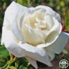 White Dawn® -Lovely Rose Shop white dawn 2 2