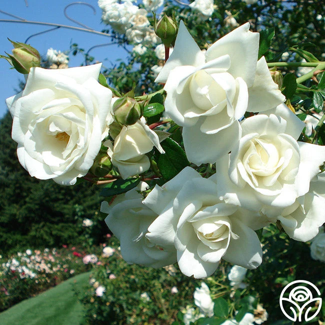 White Dawn® 4 White Dawn® - Image 2