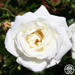 White Dawn® 10 White Dawn® -Lovely Rose Shop white dawn 4