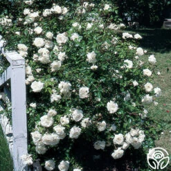 White Dawn® 11 White Dawn® -Lovely Rose Shop white dawn 7