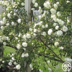 White Dawn® 13 White Dawn® -Lovely Rose Shop white dawn 8