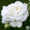 White Diamond® -Lovely Rose Shop white diamond 1 8