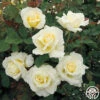 White Licorice™ -Lovely Rose Shop white licorice