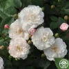 White Pet -Lovely Rose Shop white pet 1 5