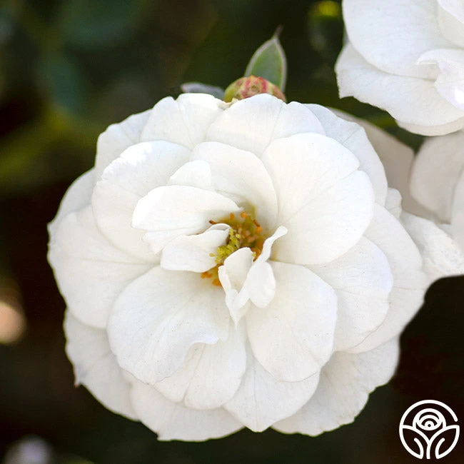 White Veranda® 4 White Veranda® - Image 2