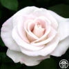 World War II Memorial Rose™ -Lovely Rose Shop world war ii memorial rose 3