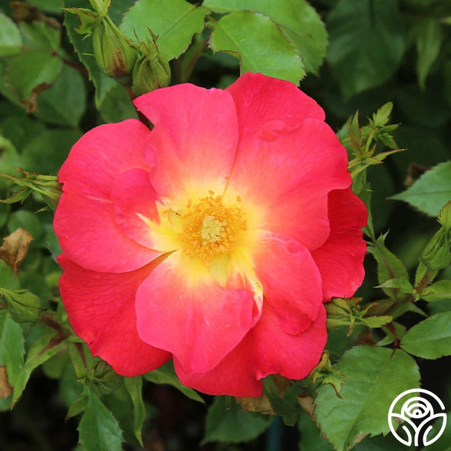 Yabba Dabba Doo 3 Yabba Dabba Doo