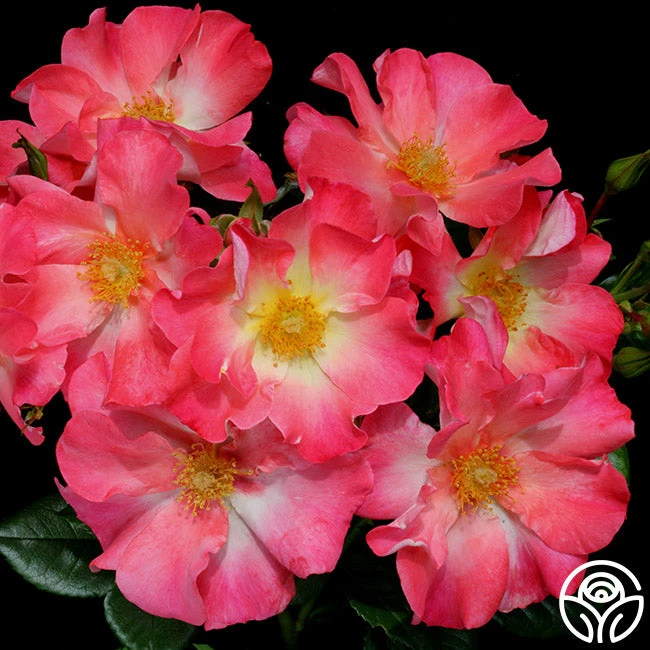 Yabba Dabba Doo 8 Yabba Dabba Doo - Image 6