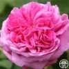 Yolande De Aragon -Lovely Rose Shop yolanda de aragon 15