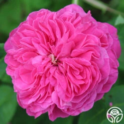 Yolande De Aragon 17 Yolande De Aragon -Lovely Rose Shop yolande de aragon 19