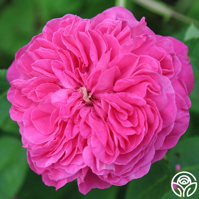 Yolande De Aragon 10 Yolande De Aragon - Image 8