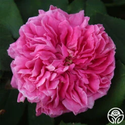 Yolande De Aragon 14 Yolande De Aragon -Lovely Rose Shop yolande de argon 1