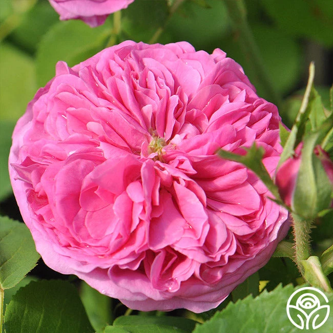 Yolande De Aragon 4 Yolande De Aragon - Image 2