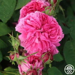 Yolande De Aragon 12 Yolande De Aragon -Lovely Rose Shop yolande de argon 3