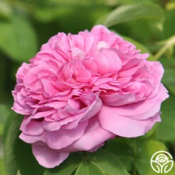 Yolande De Aragon 13 Yolande De Aragon -Lovely Rose Shop yolande de argon 6