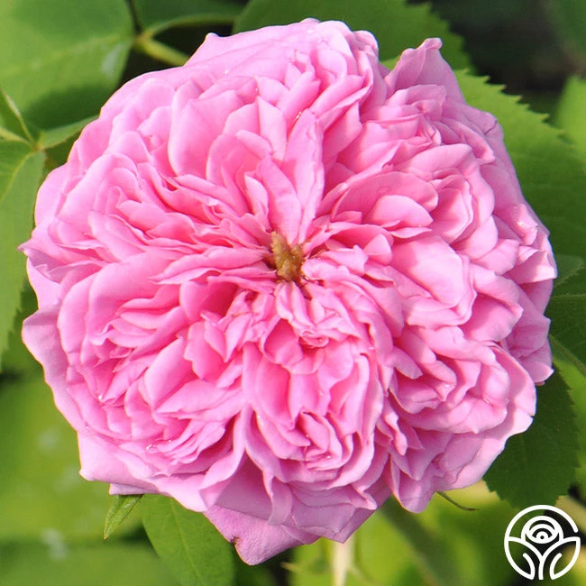 Yolande De Aragon 8 Yolande De Aragon - Image 6